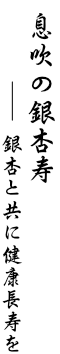 息吹の銀杏寿