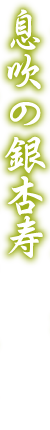 息吹の銀杏寿